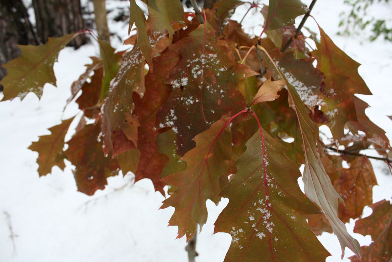 Канадский красный дуб