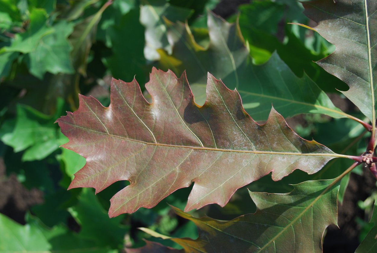 Дуб красный / Quercus rubra лист