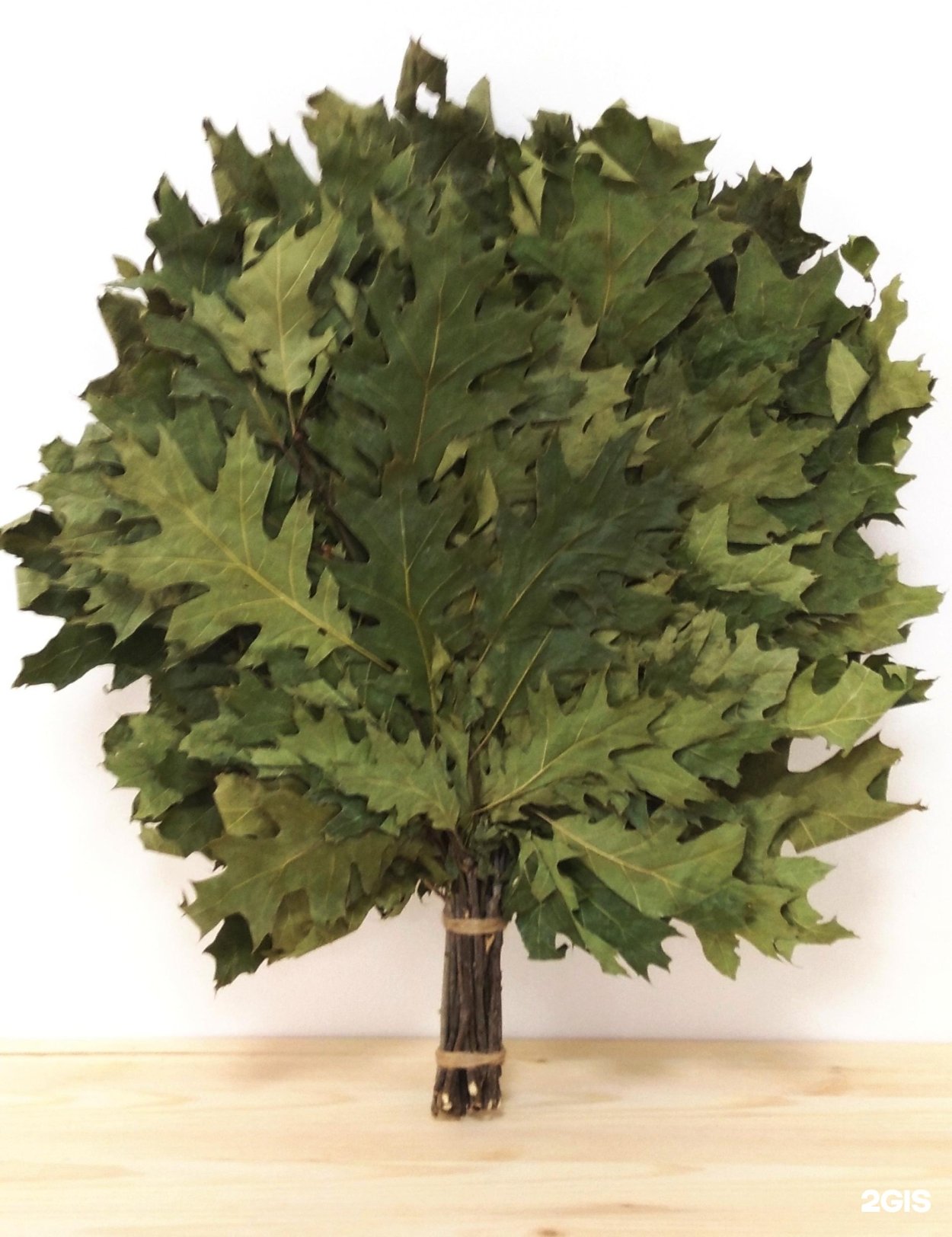 Виргинский дуб