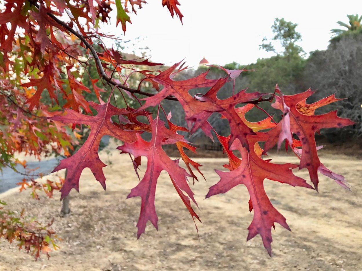 Дуб шарлаховый Скарлет