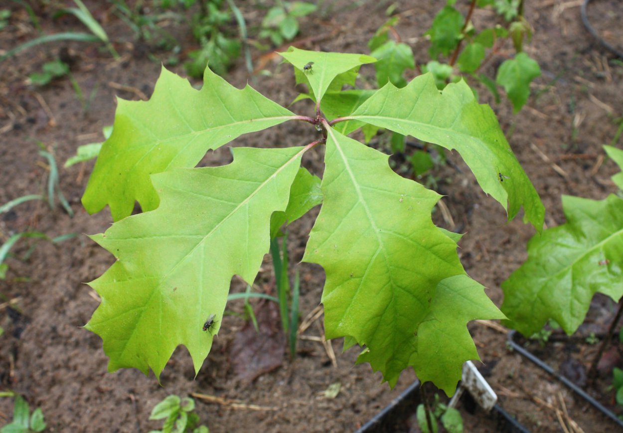 Дуб красный Quercus rubra p9