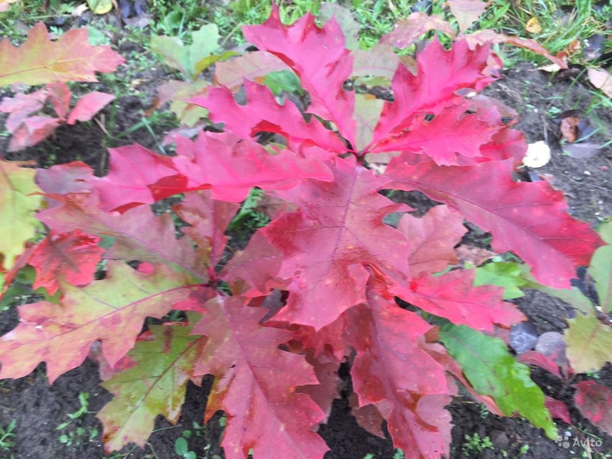 Природные материалы листья