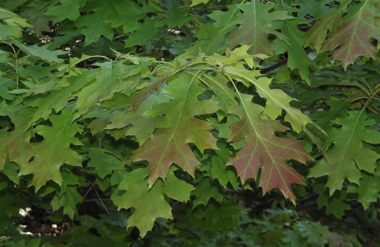 Дуб красный Quercus rubra