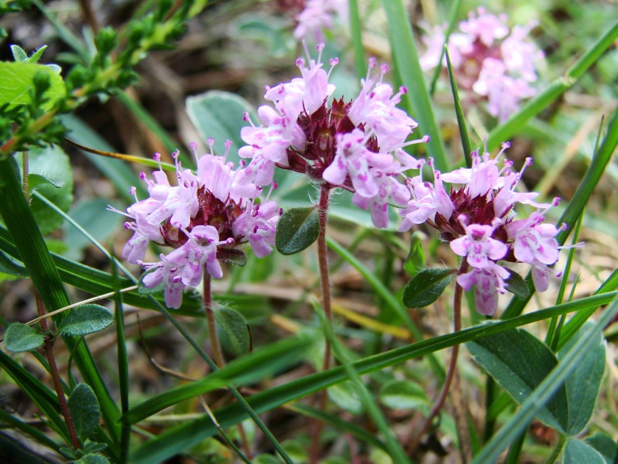 Лекарственные растения для сердца