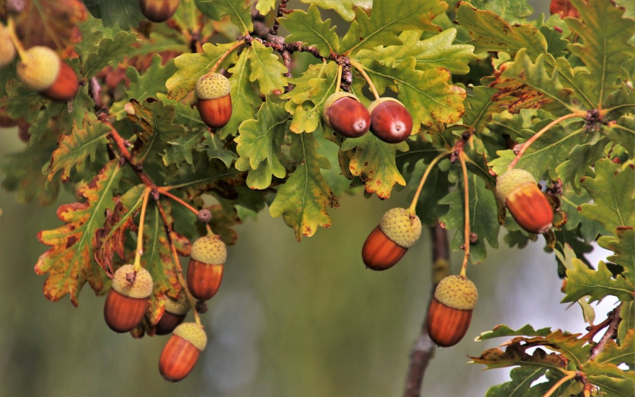 Дуб черешчатый дерево
