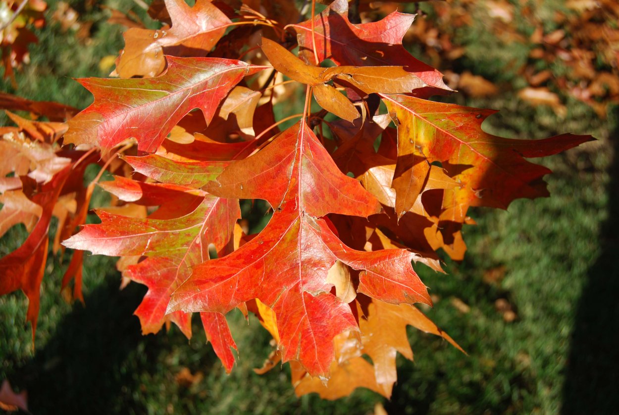 Quercus palustris желуди