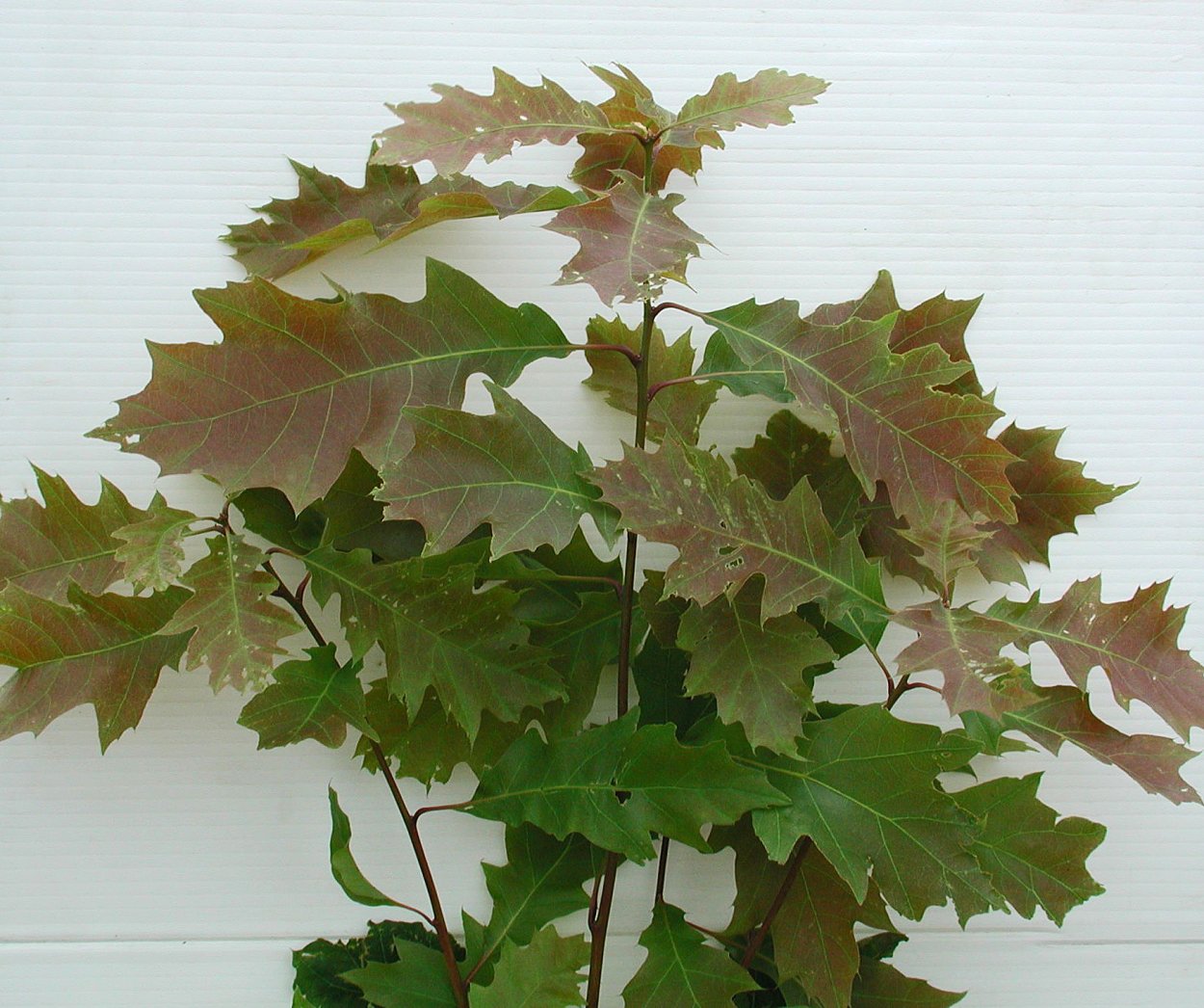 Канадский остролистный дуб желуди