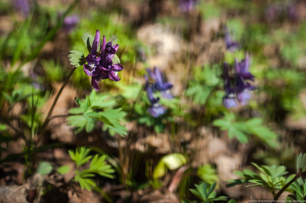 Растение Богородицк