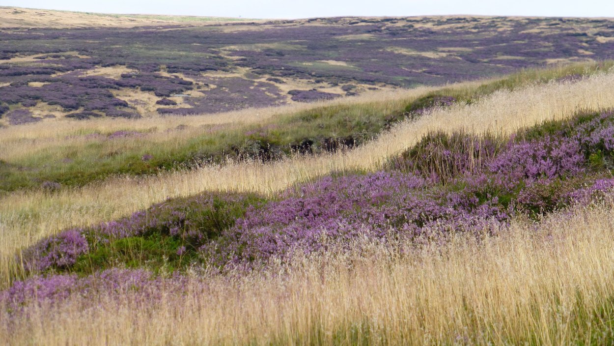 Полынь и Лаванда