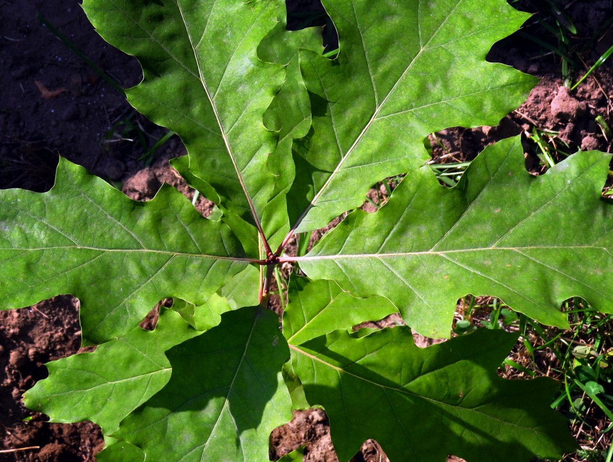 Дерево с листьями похожими на дубовые
