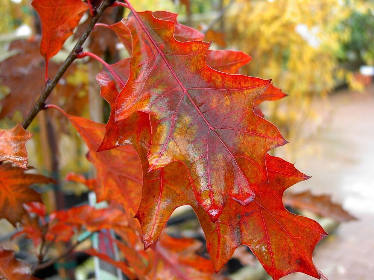 Лист канадского дуба