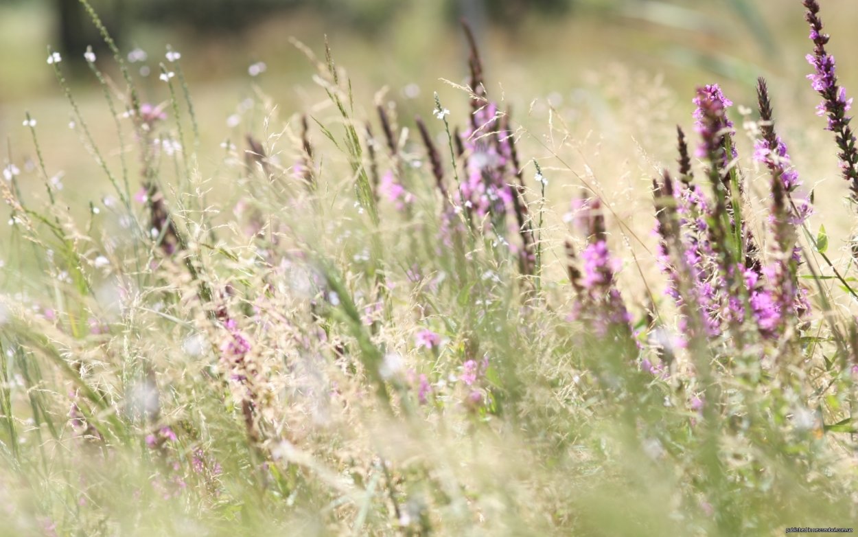 Тимьян Богородская трава