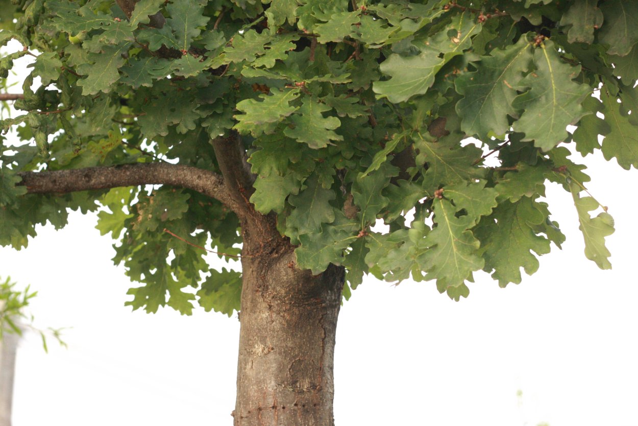 Дуб Вотан столешница Скиф