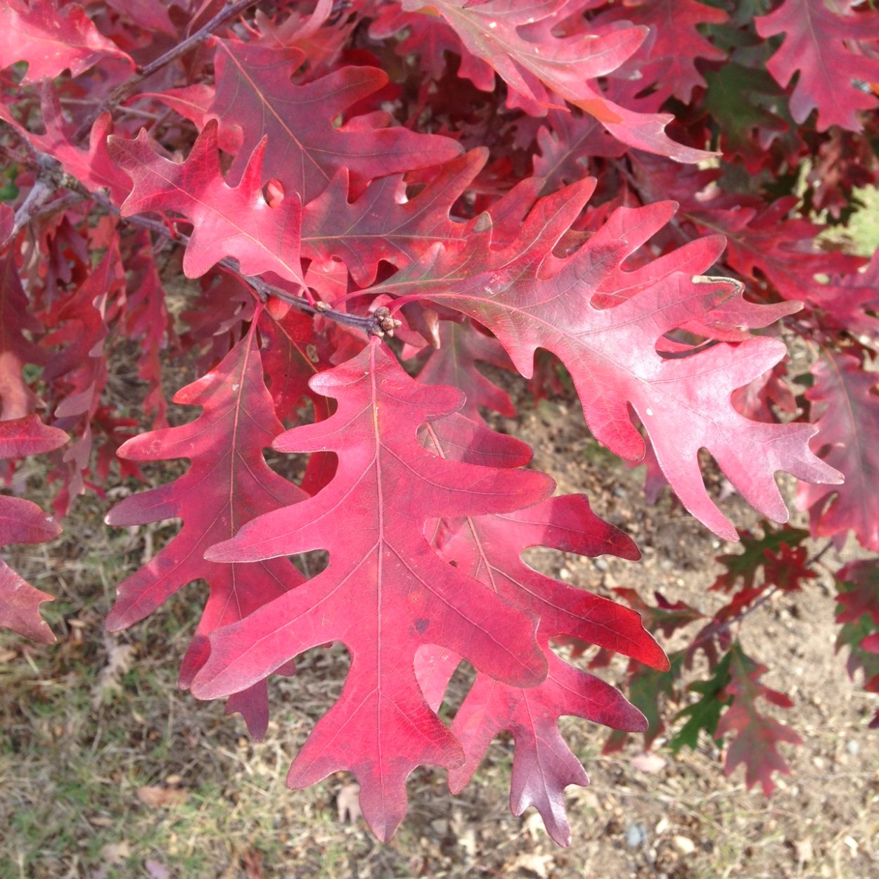 Клен канадский остролистный