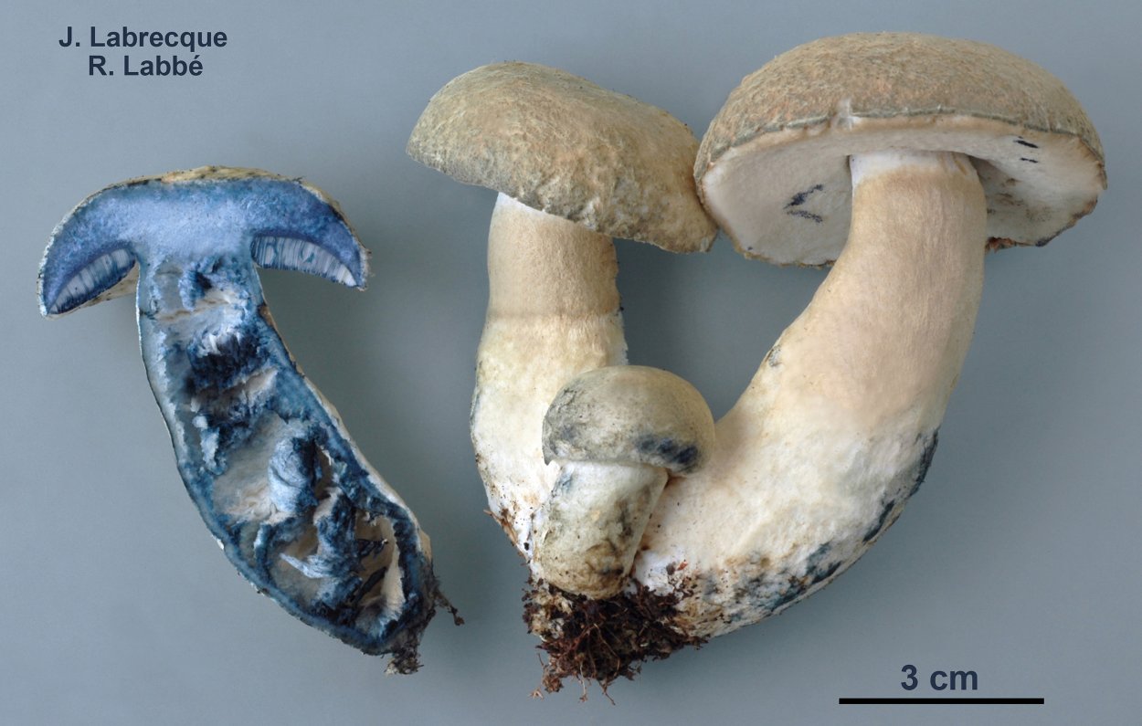 Гиропорус синеющий (Gyroporus cyanescens)