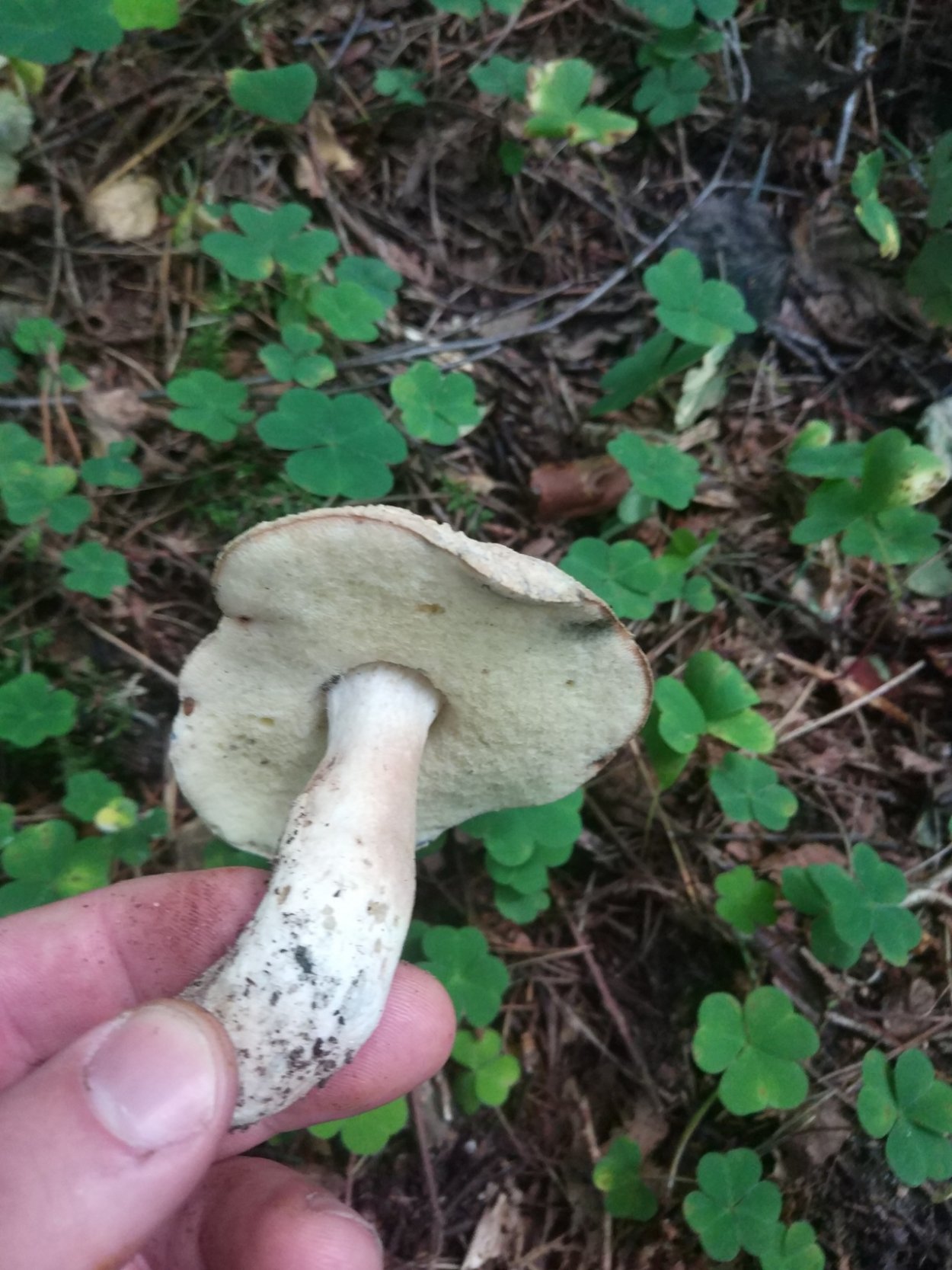 Гриб Гиропорус синеющий