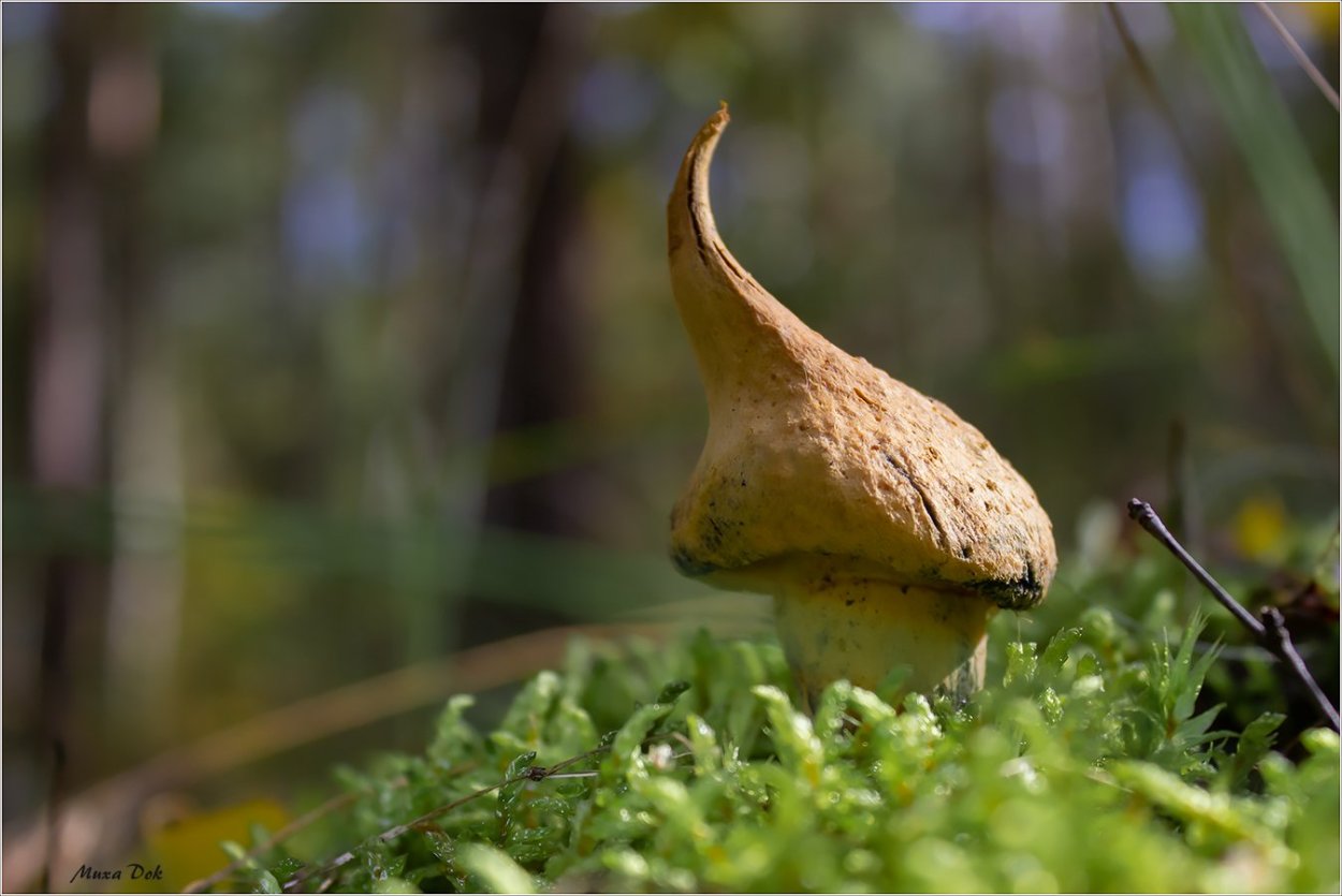 Гиропорус синеющий (Gyroporus cyanescens)