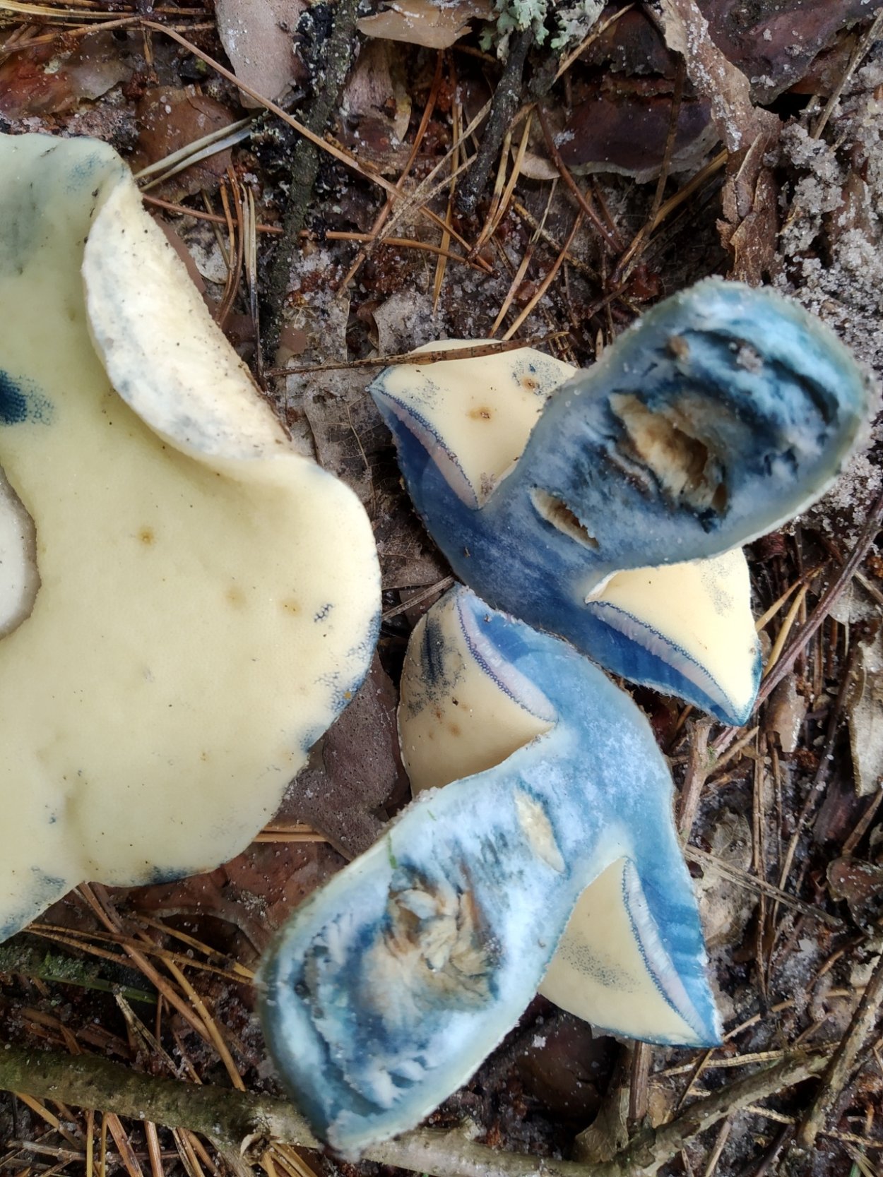 Гриб синяк Гиропорус