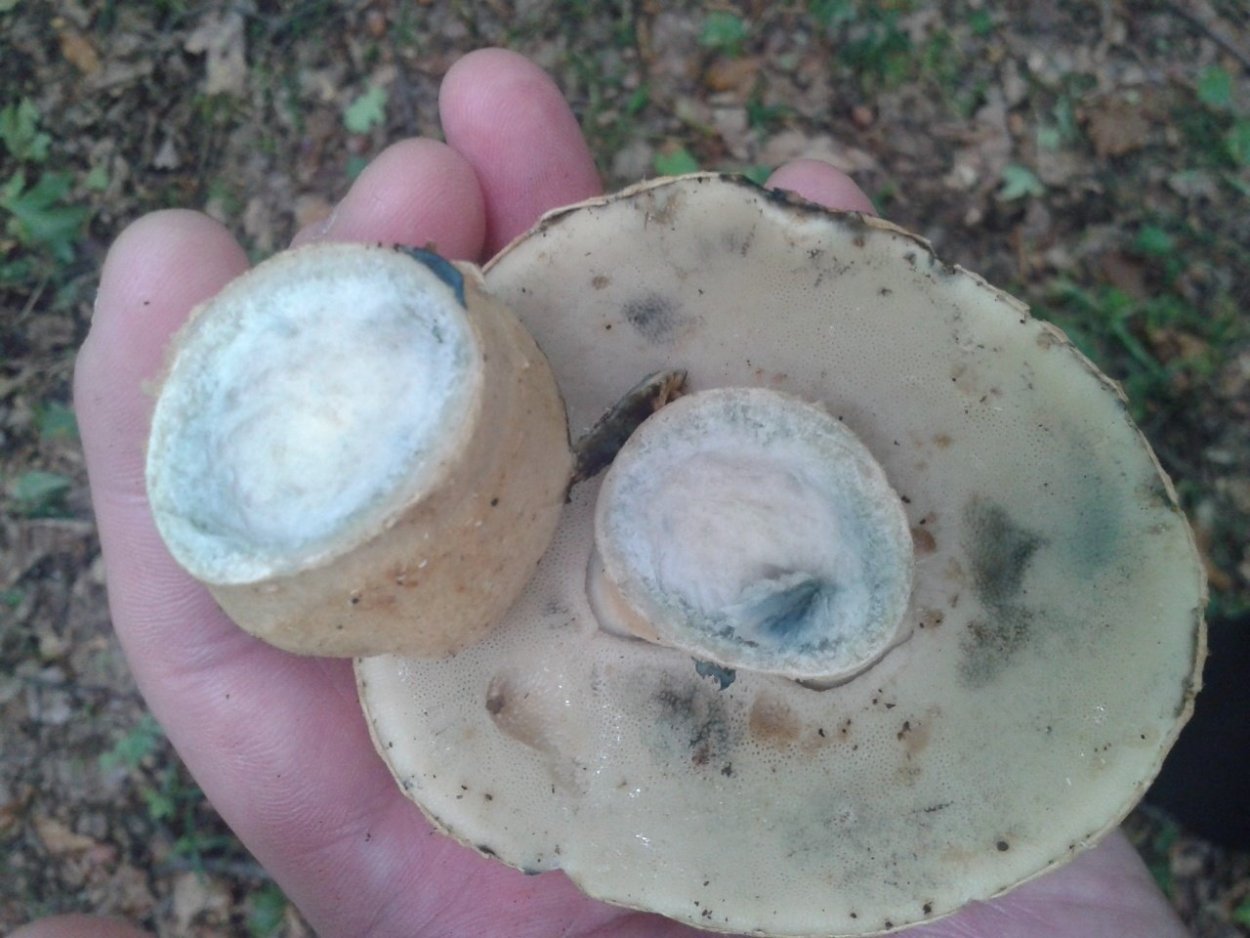 Моховик зеленый гриб