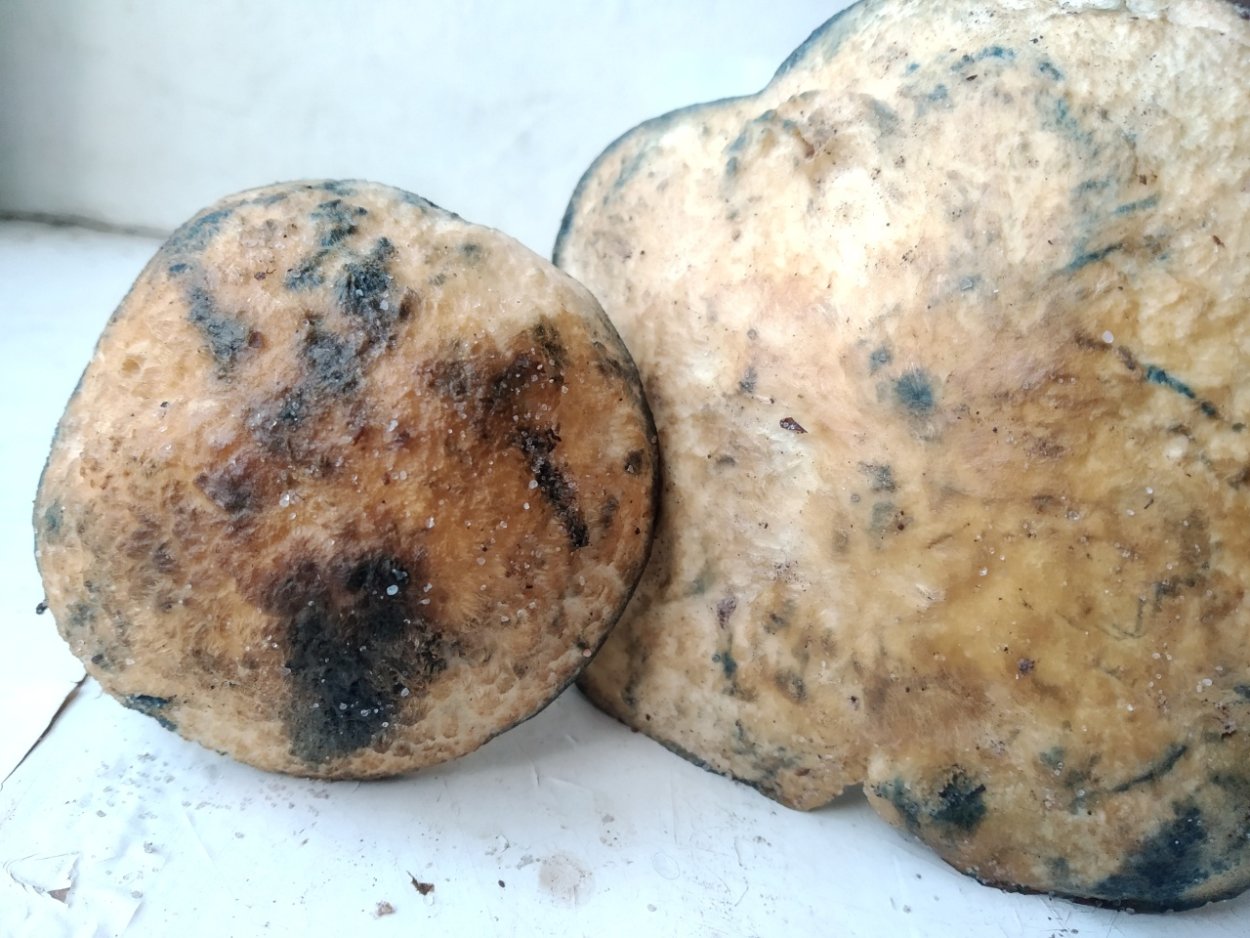 Млечник голубой гриб