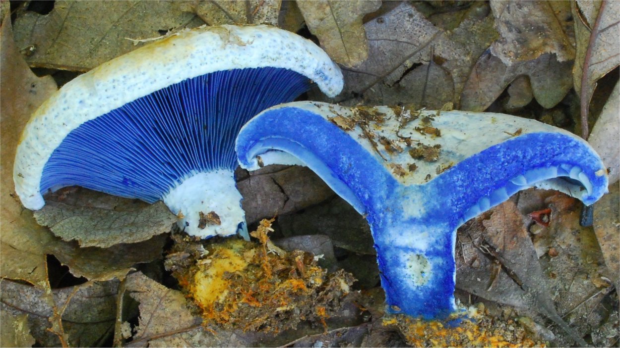 Гиропорус синеющий (Gyroporus cyanescens)