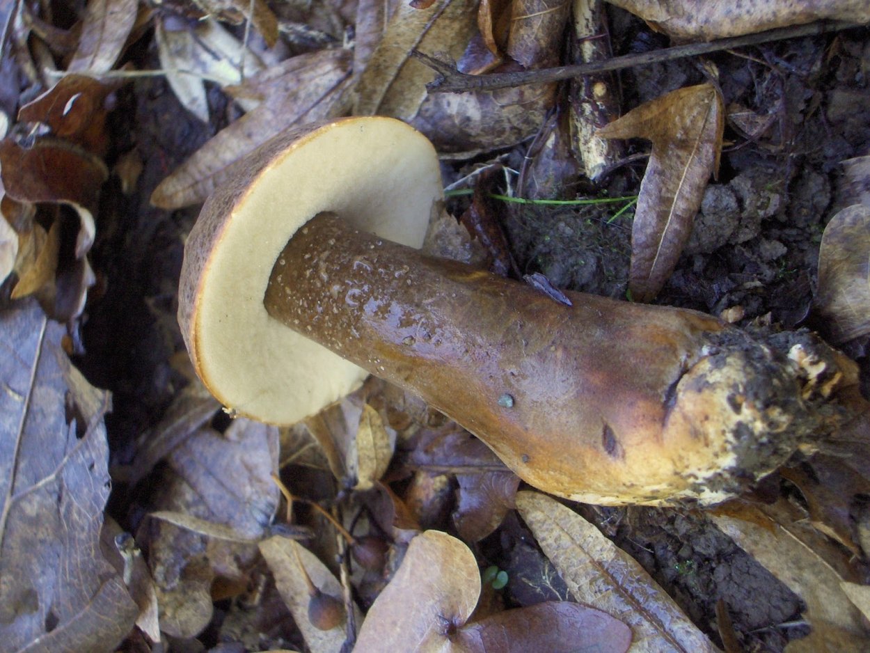 Гриб синяк Ленинградская область