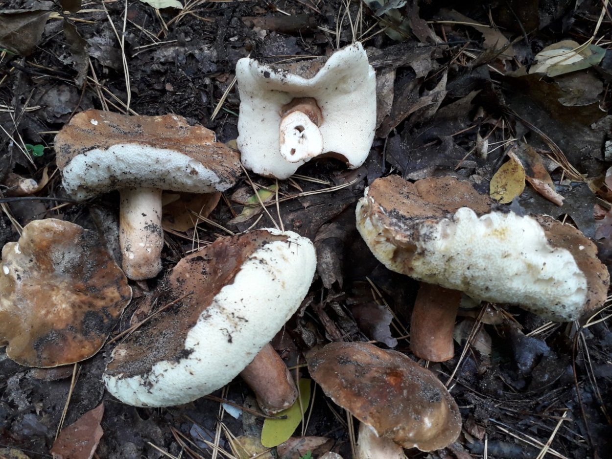 Гиропорус синеющий (Gyroporus cyanescens)