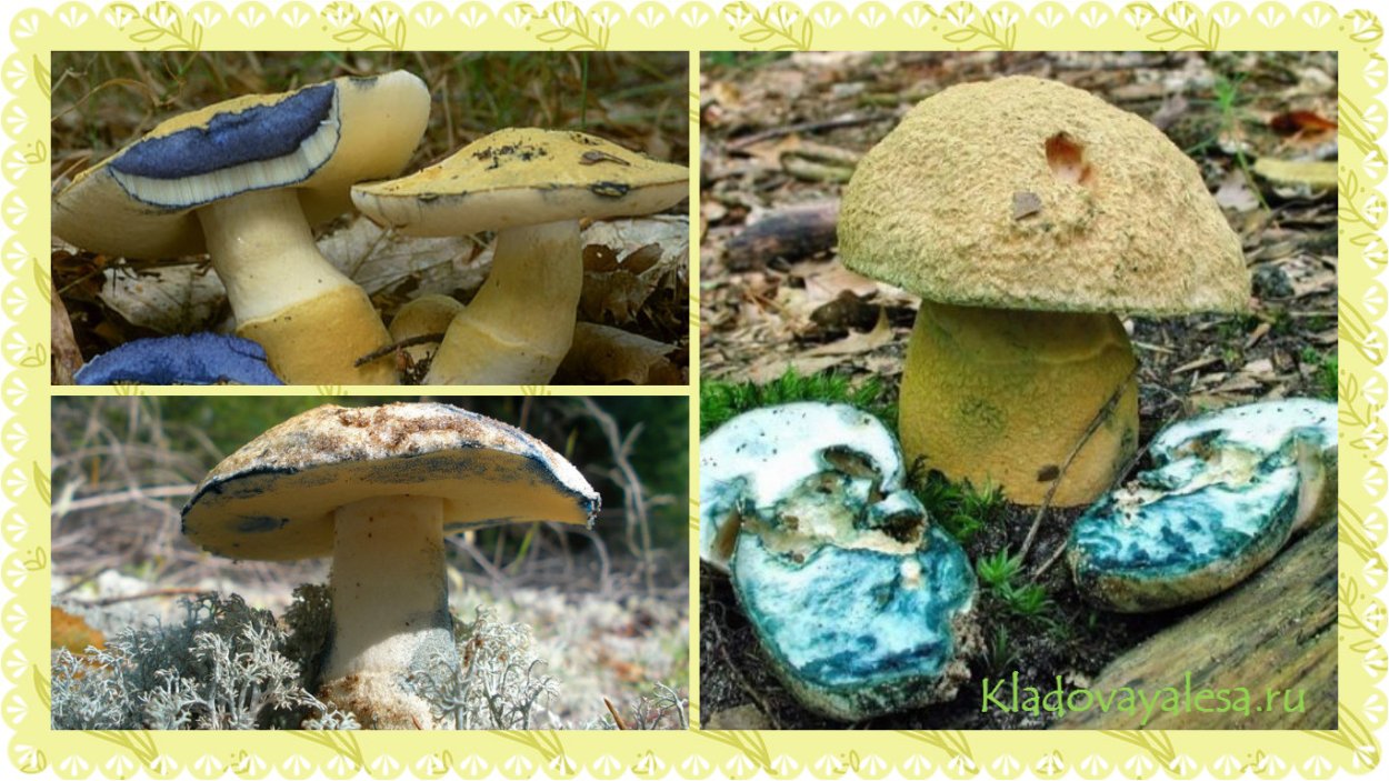 Гиропорус синеющий