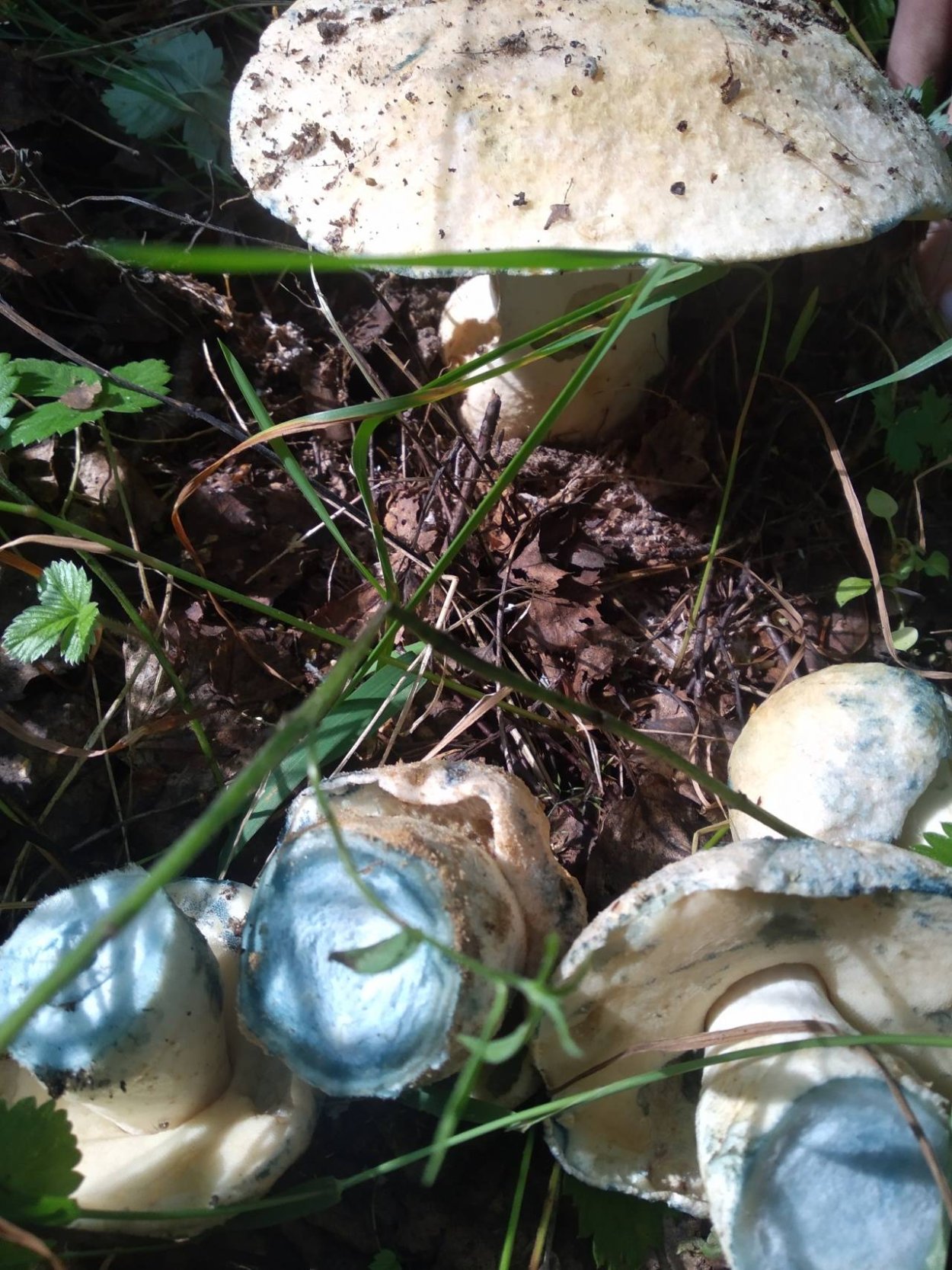 Гиропорус Пихтовый