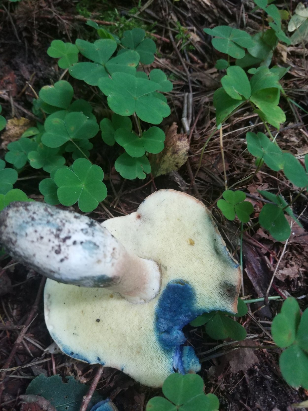 Синеющие грибы Кубани