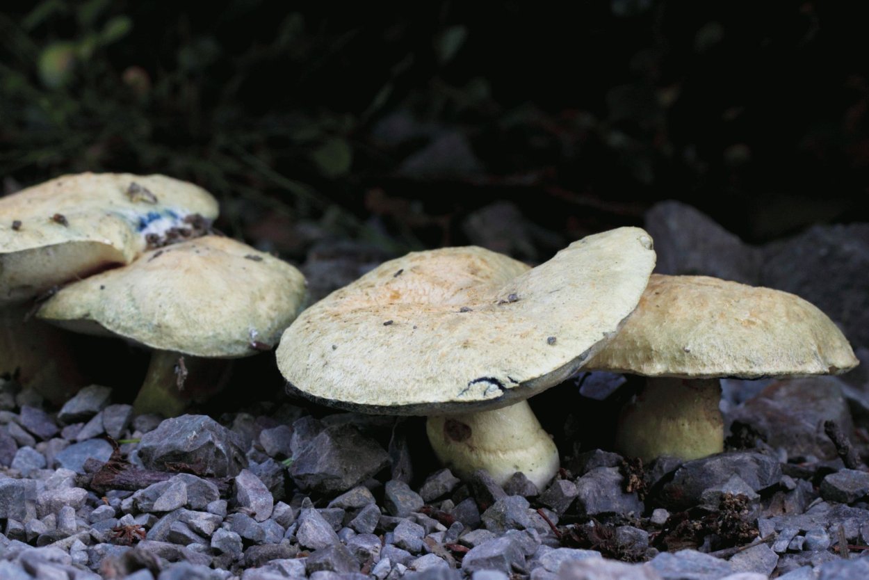 Гиропорус синеющий, синяк