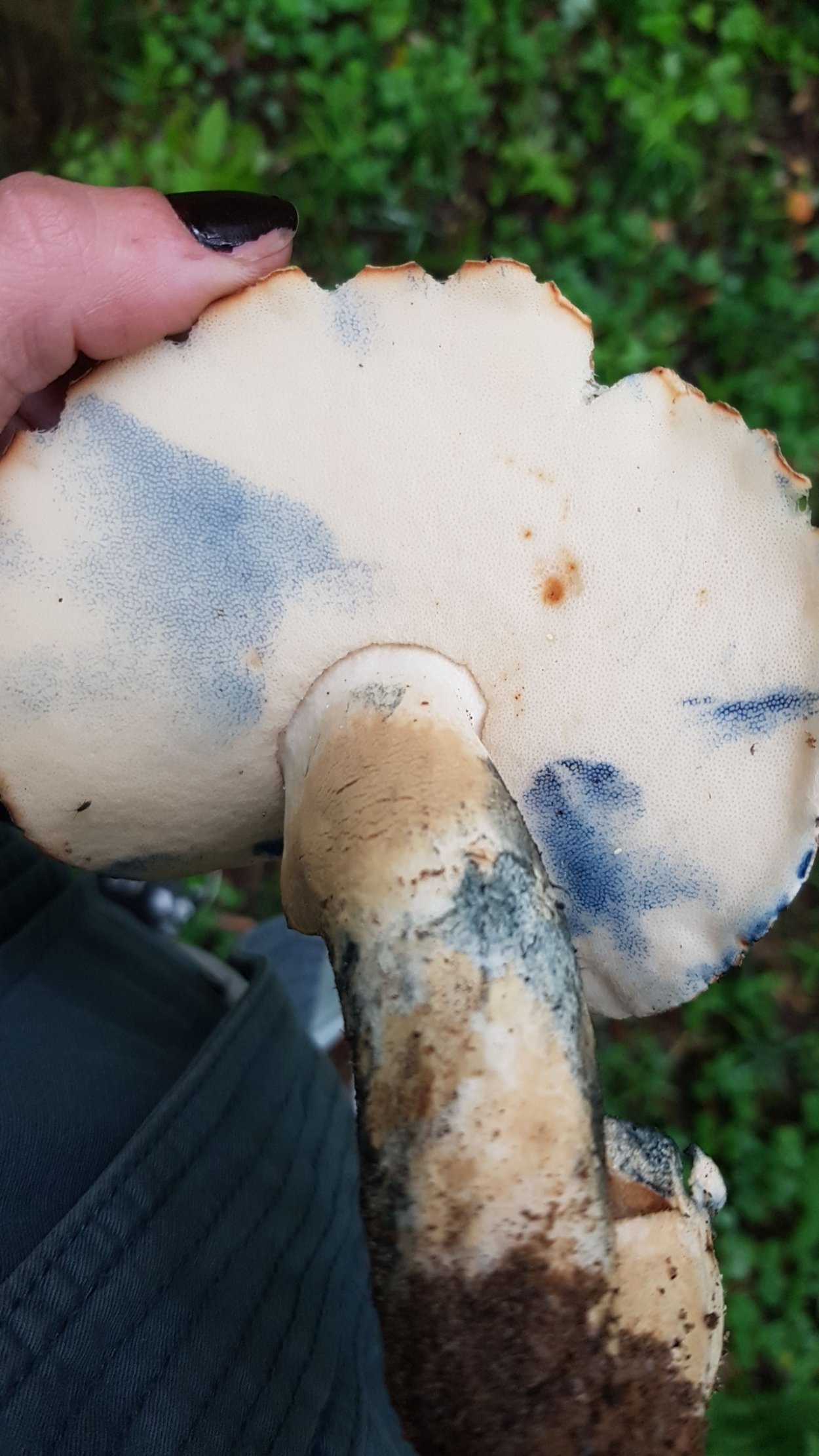 Грибы которые синеют при надавливании