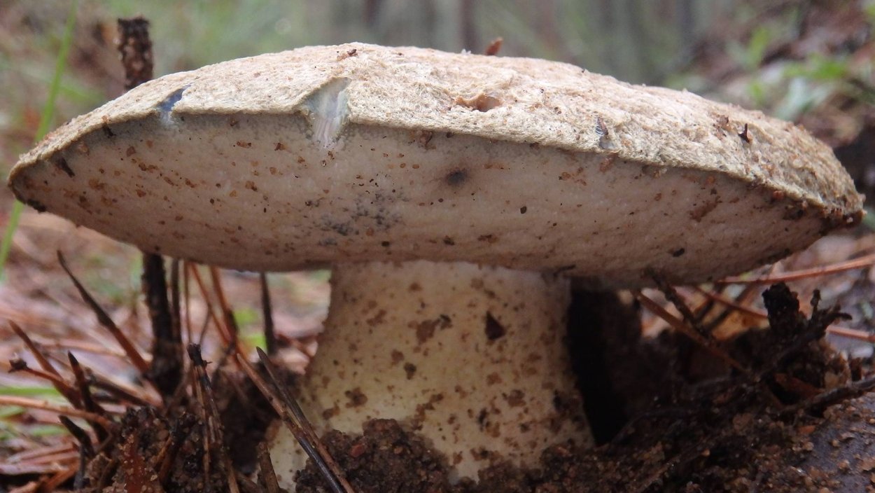 Гиропор синеющий