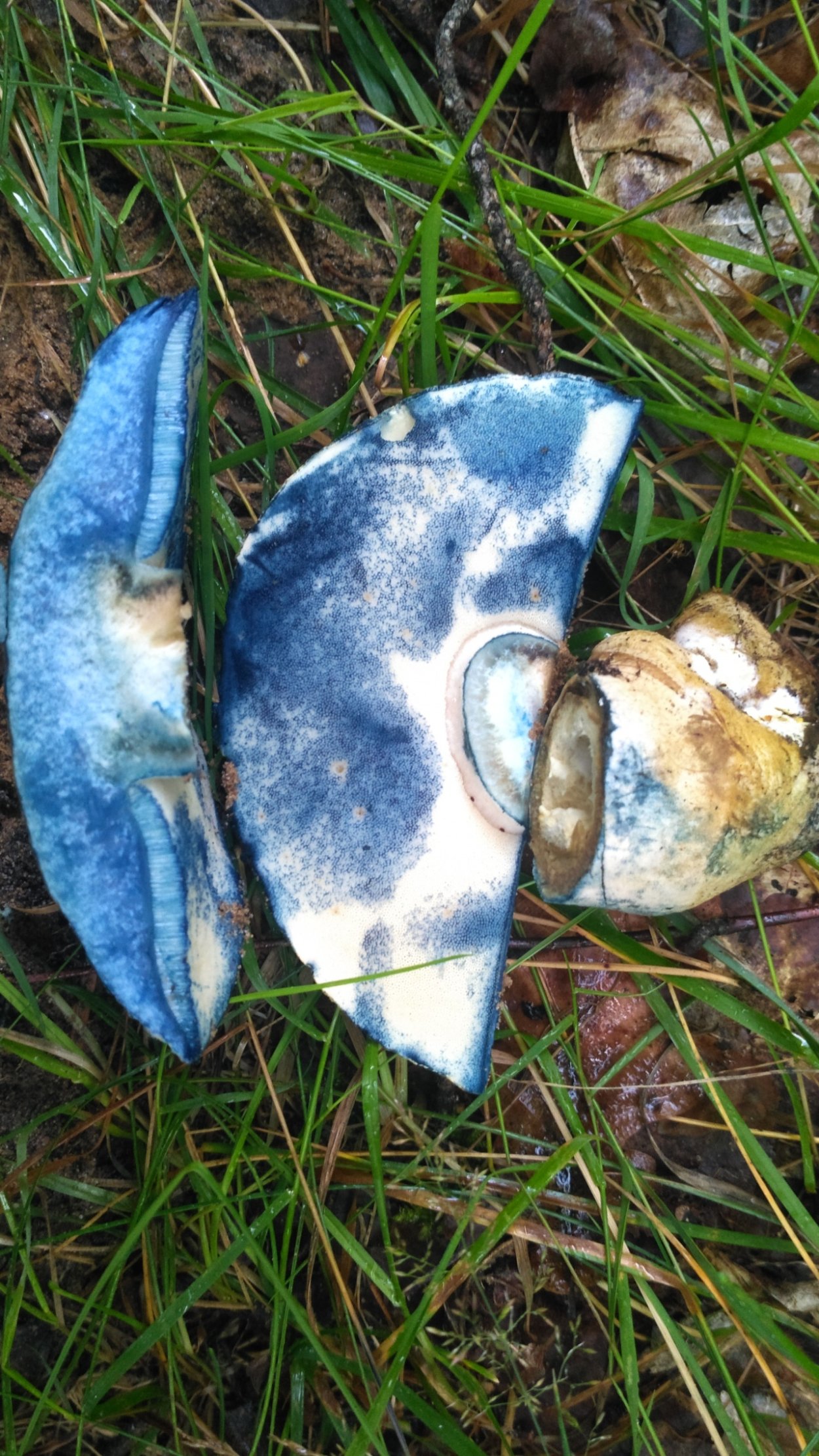 Гиропорус синеющий (Gyroporus cyanescens)