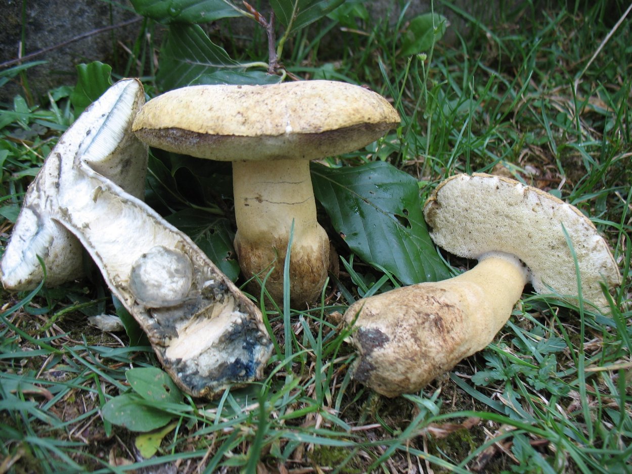 Гриб синяк Гиропорус