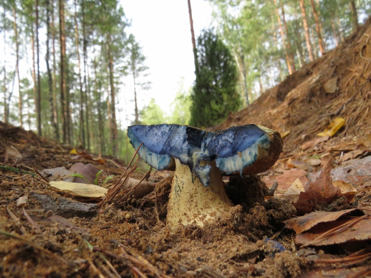 Гриб синеет на срезе