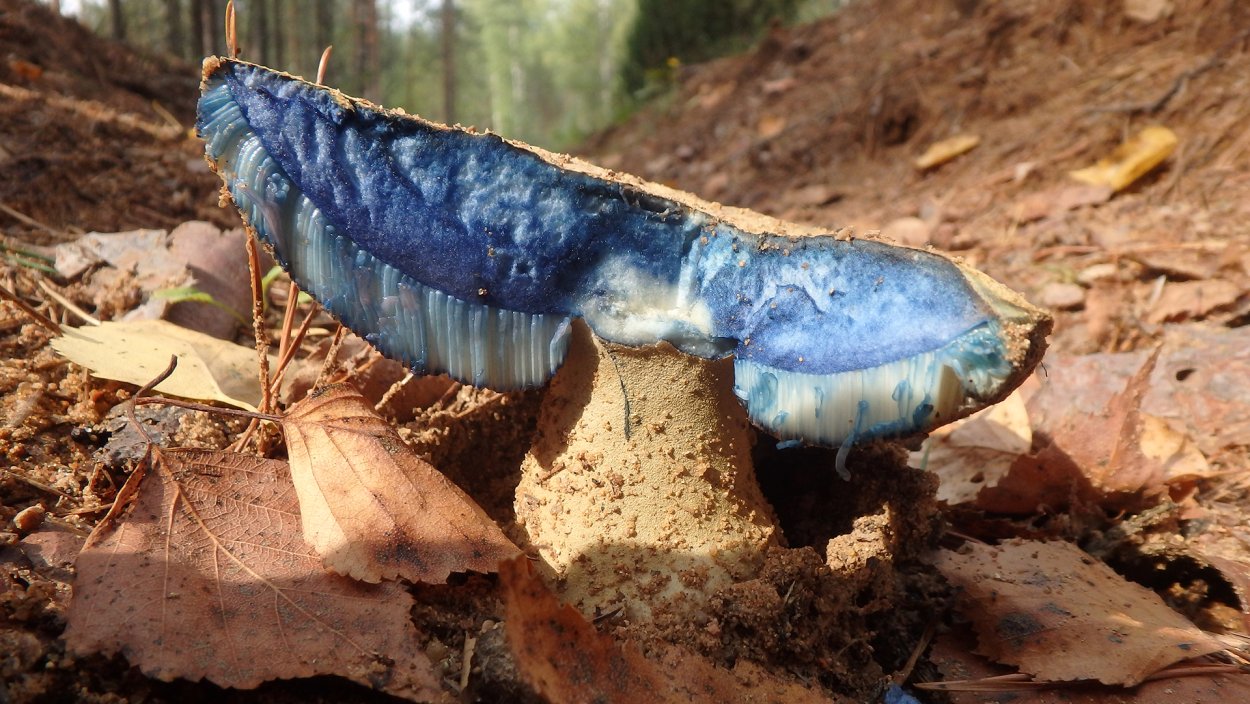 Гриб Гиропорус