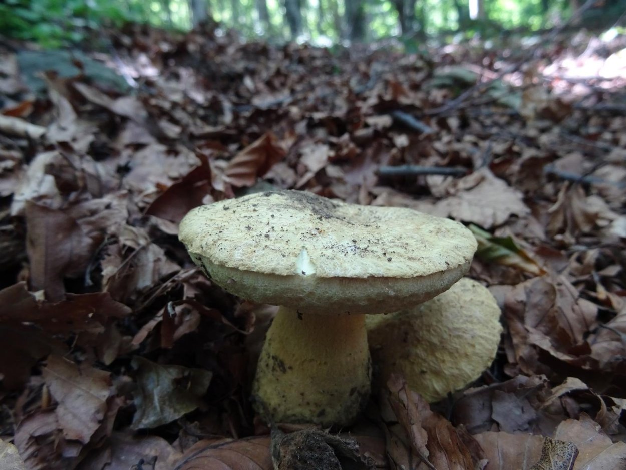 Гиропорус синеющий