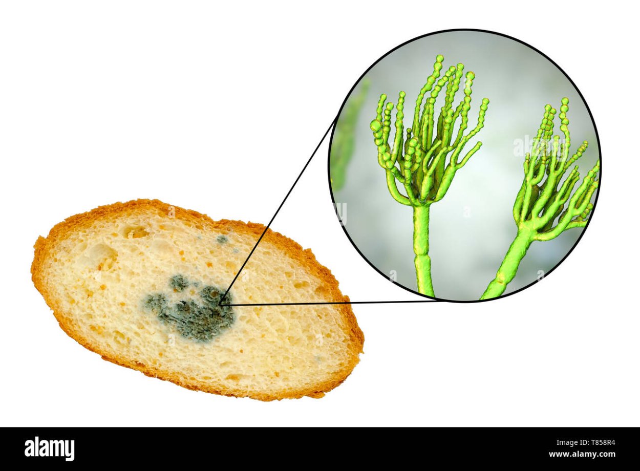 Порча продуктов плесенью
