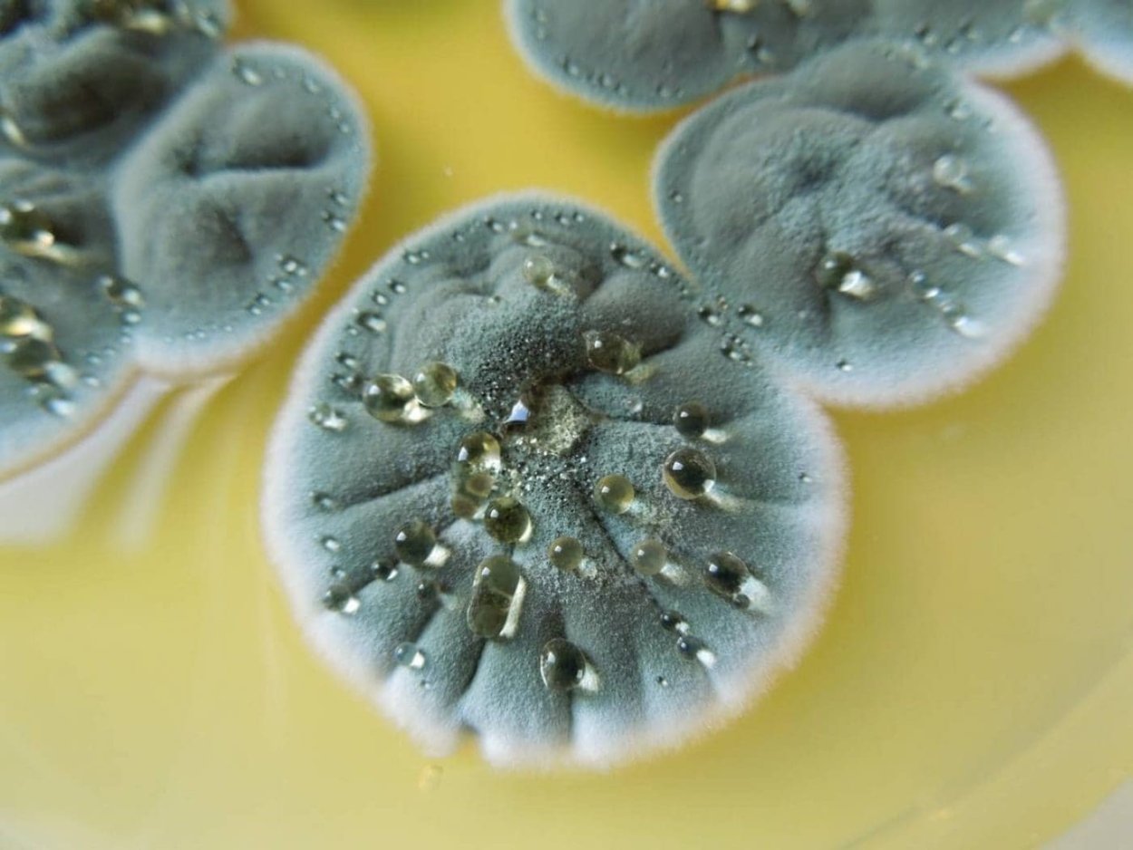 Penicillium citrinum