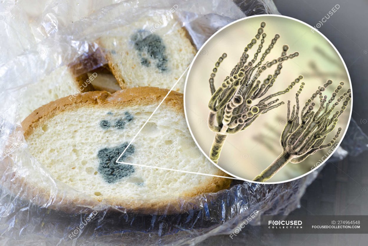 Гриб пеницилл на хлебе