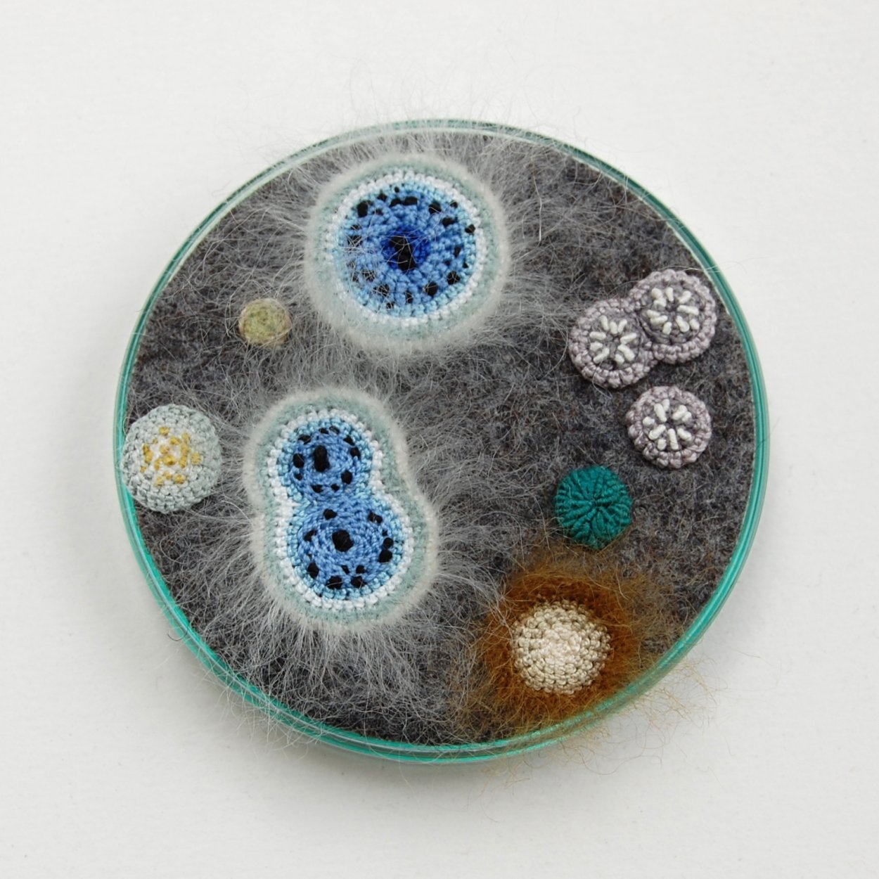 Грибы мукор на чашке Петри