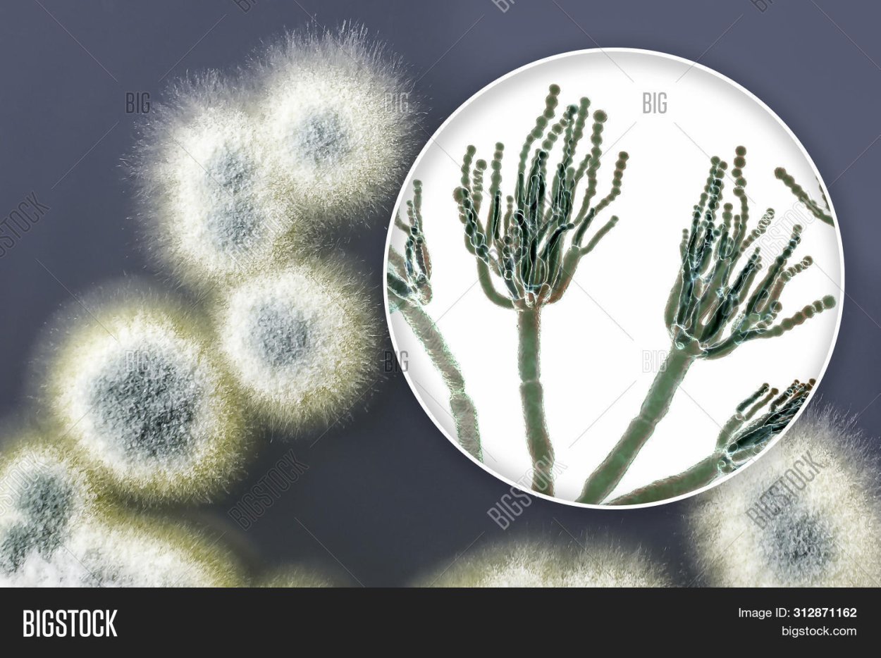 Penicillium janczewskii