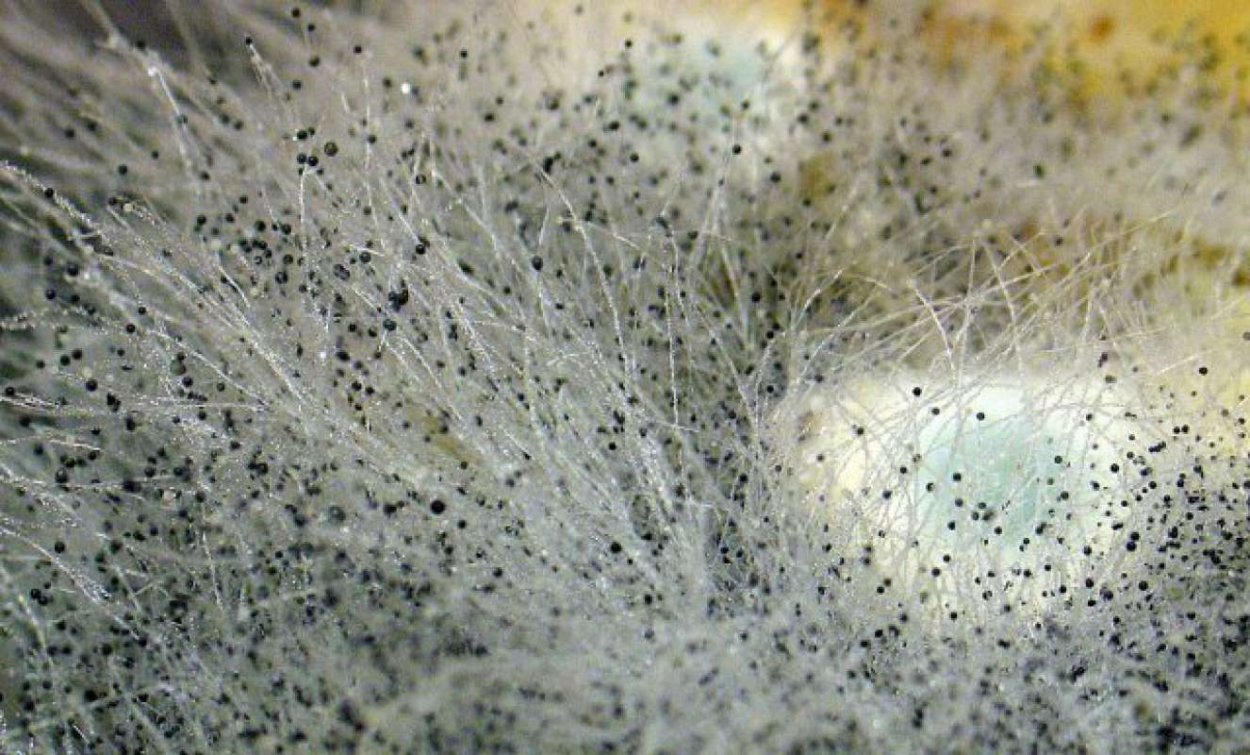 Гифальные (плесневые) грибы