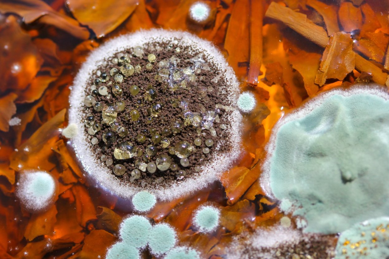 Споры плесневых грибов