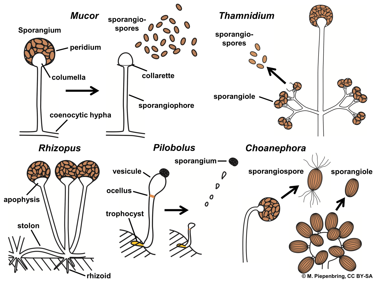 Грибы рода Thamnidium