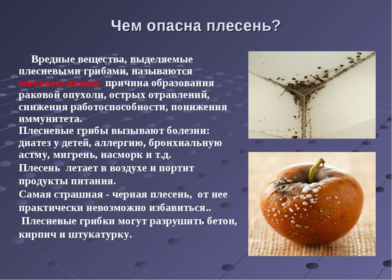 Плесень для человека вредная