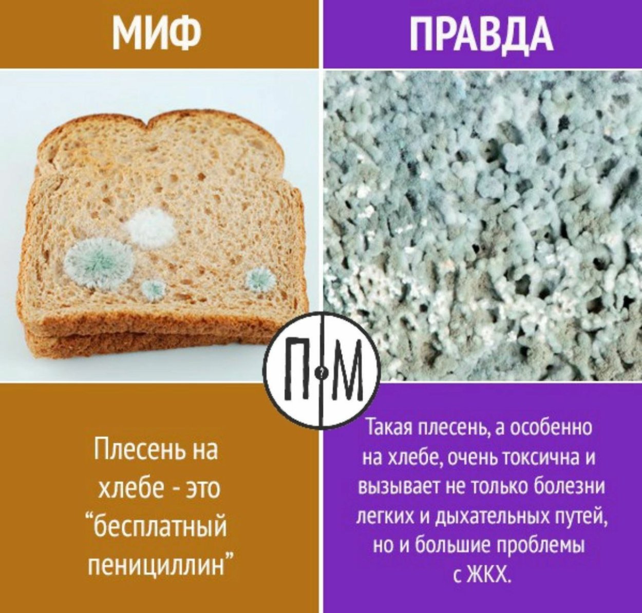 Плесневые грибы на хлебе