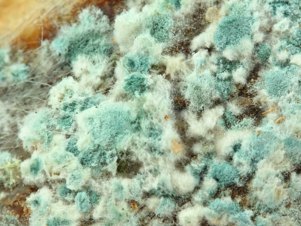 Плесневые грибки