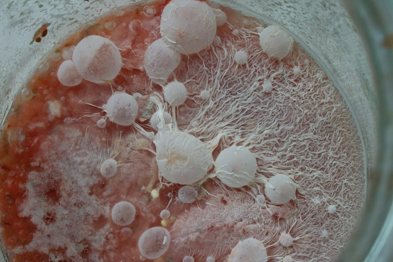 Плесневые грибы